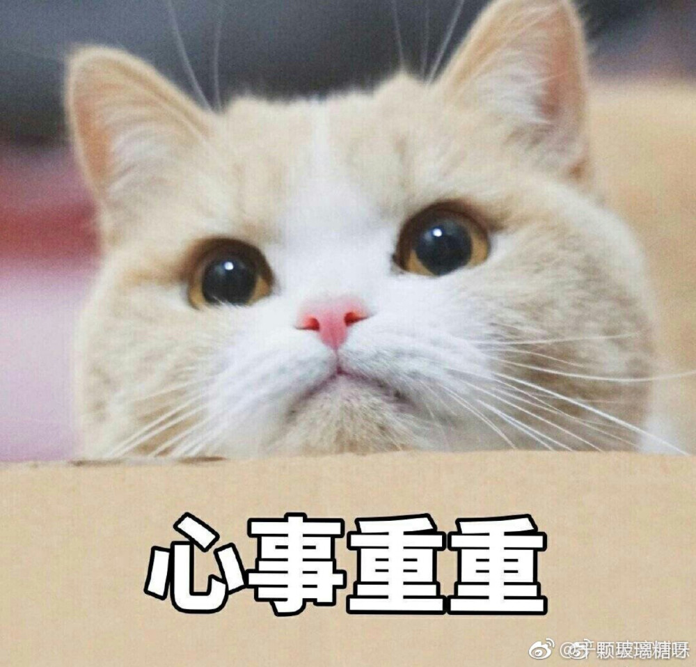 猫咪