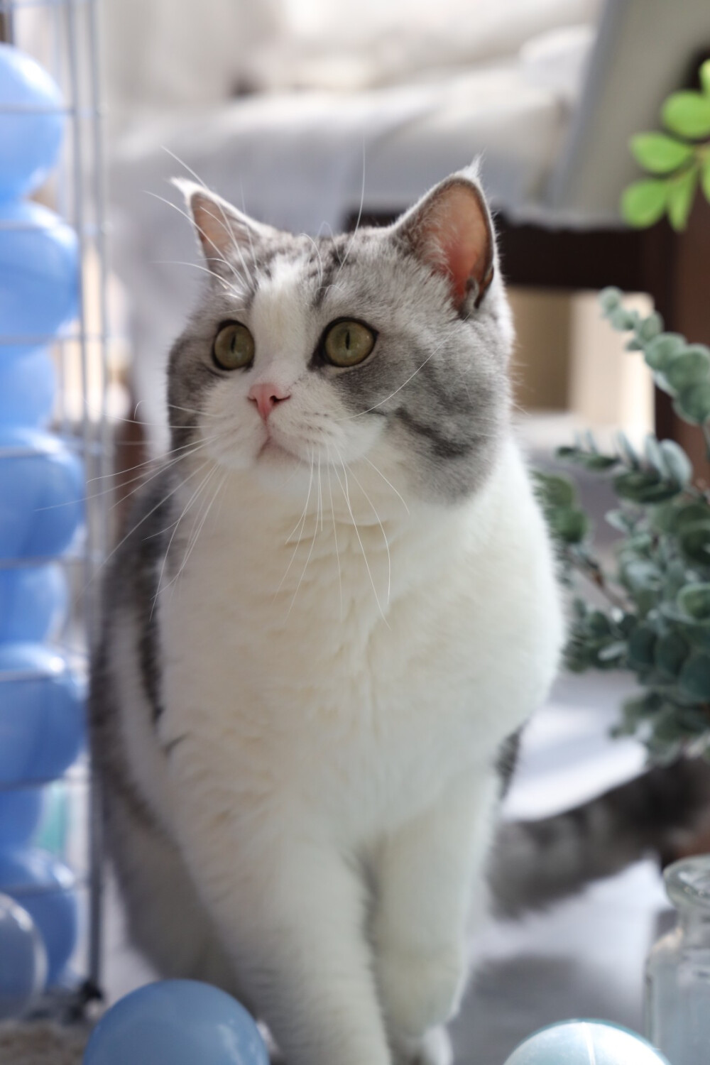 图源花花与三猫catlive