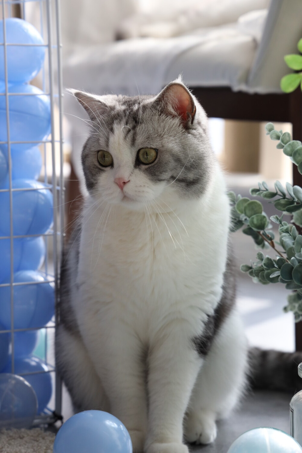 中分李白杜甫猪皮650张图片·0人收藏