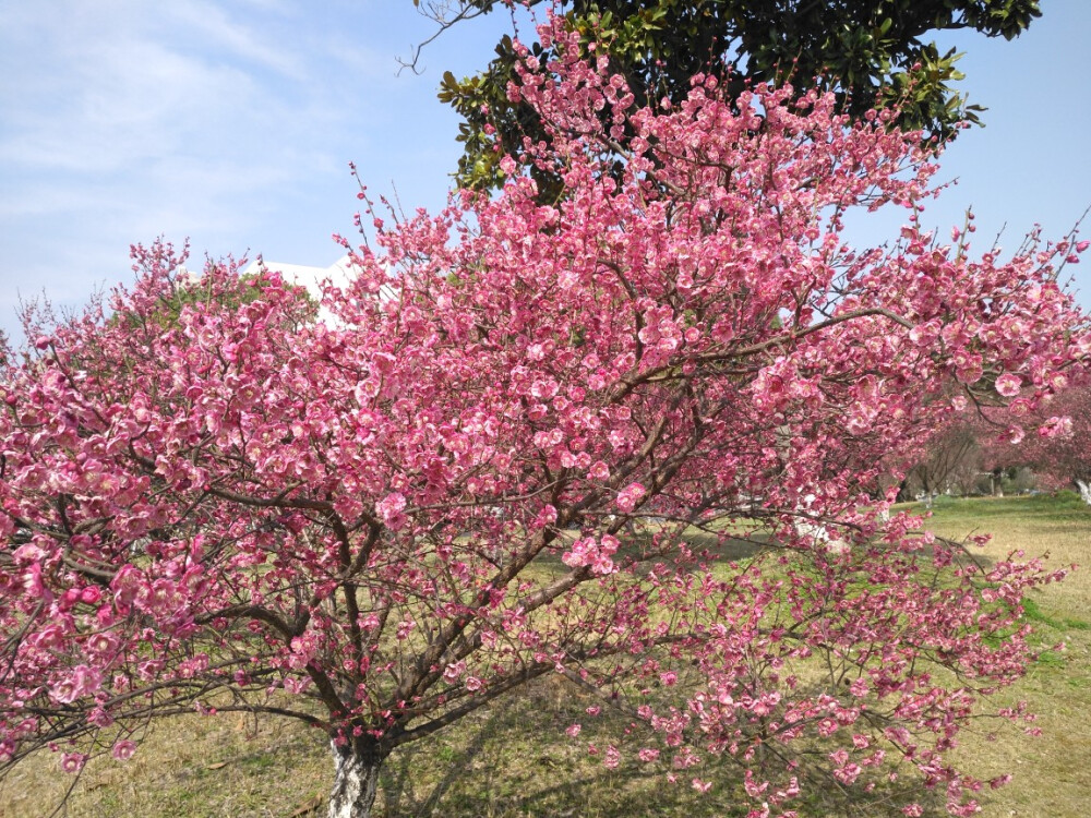 开花吧春天