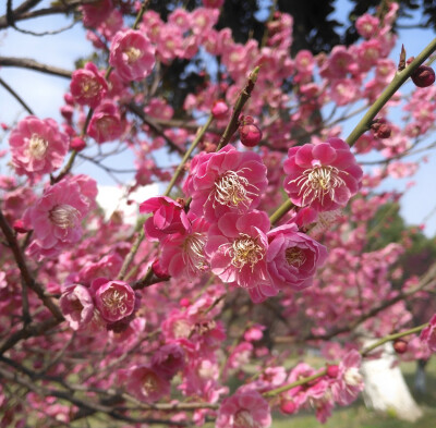 开花吧春天