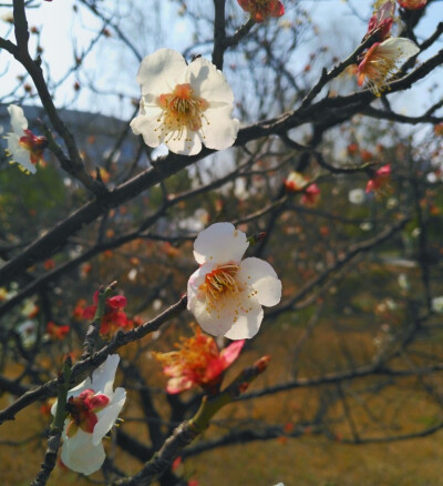 开花吧春天