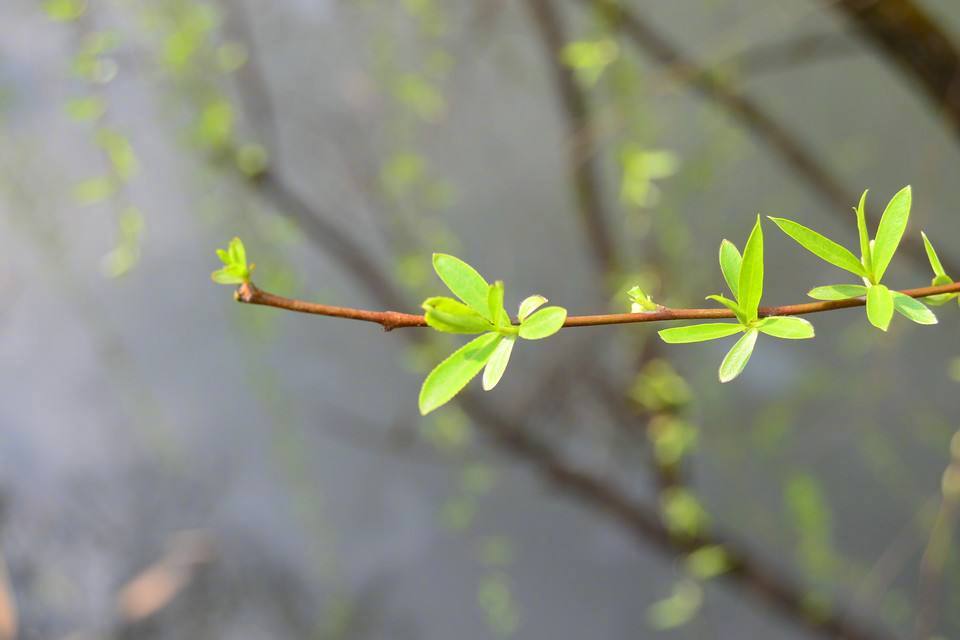 一半春光付柳条，可怜天气是今朝。寻芳每踏苍苔路，梦别重经红板桥。零落梅花人共老，凄其灯火酒全消。遥知乡国清明近，水涨横塘隐画桡。------------《春分日和韵》徐发