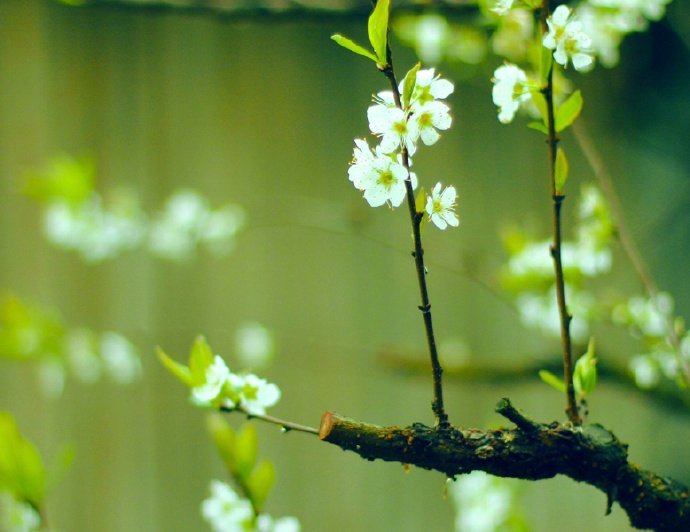 【 今日 · 春分 】--- “ 春分是中国二十四节气之一，春分的意义，一是指一天时间白天黑夜平分，各为12小时；二是古时以立春至立夏为春季，春分正当春季三个月之中，平分了春季”。