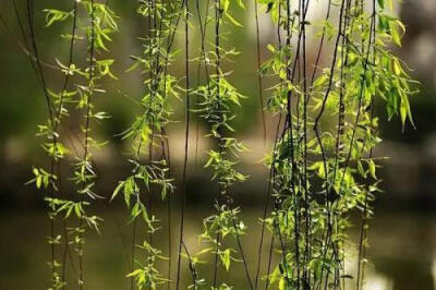 一半春光付柳条，可怜天气是今朝。寻芳每踏苍苔路，梦别重经红板桥。零落梅花人共老，凄其灯火酒全消。遥知乡国清明近，水涨横塘隐画桡。------------《春分日和韵》徐发