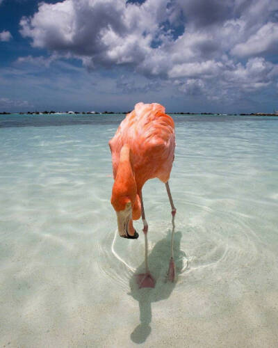 阿鲁巴 文艺复兴岛——Renaissance Aruba Resort度假村的私人海滩 一起去看蒂芙尼蓝的海水和粉红色的火烈鸟吧