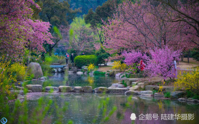 花间灯下，太湖鼋头渚夜晚赏樱原来可以这么美