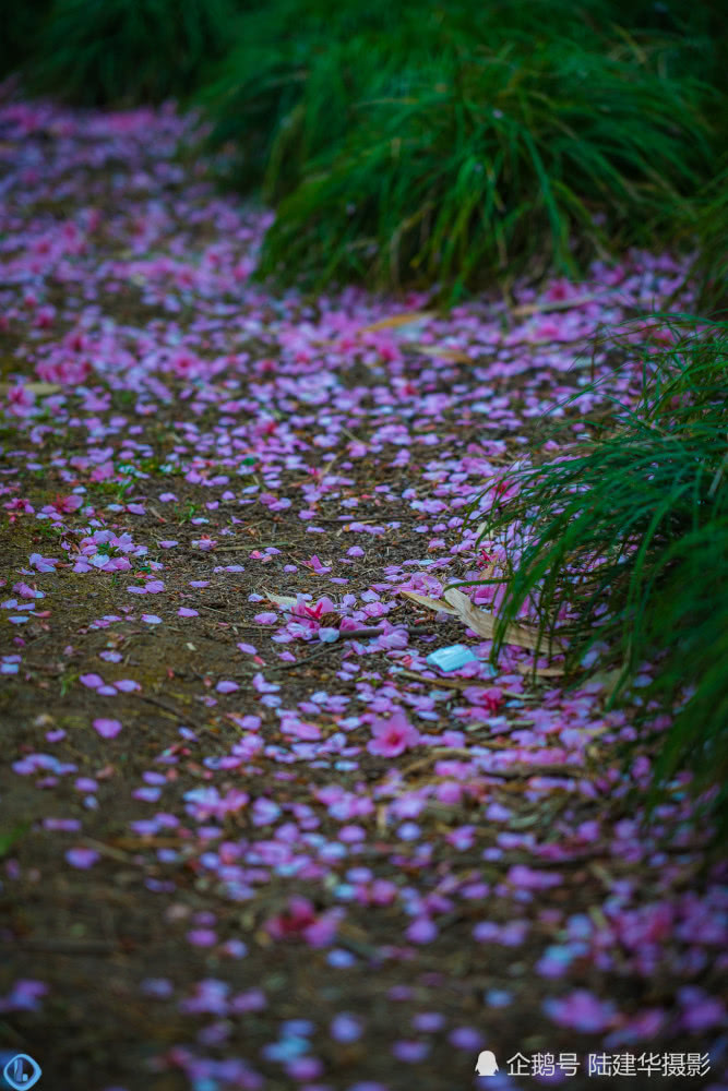 花间灯下，太湖鼋头渚夜晚赏樱原来可以这么美