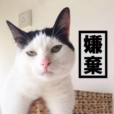 猫咪情侣头像