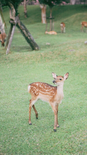 鹿  壁纸