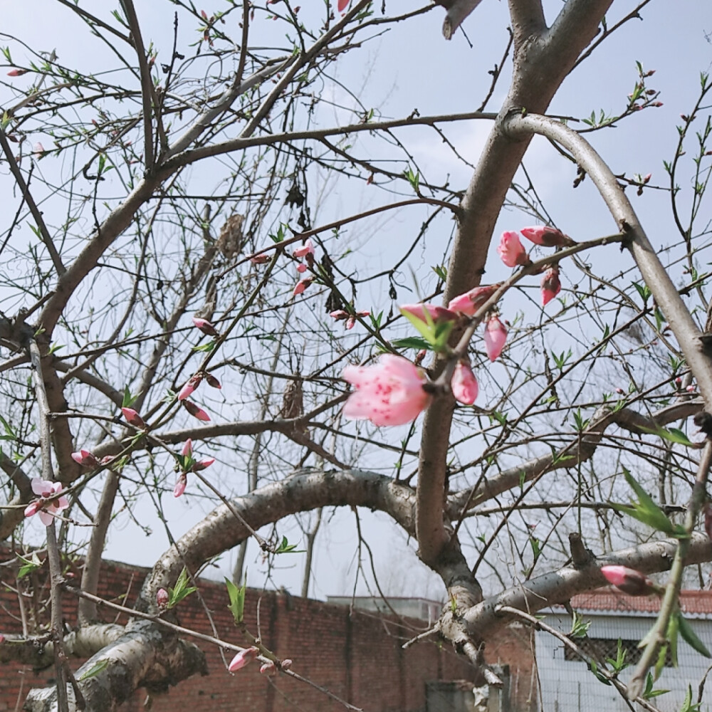 花枝乱颤