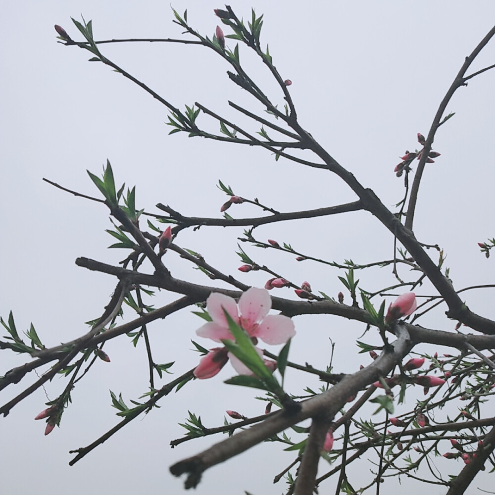 花枝乱颤