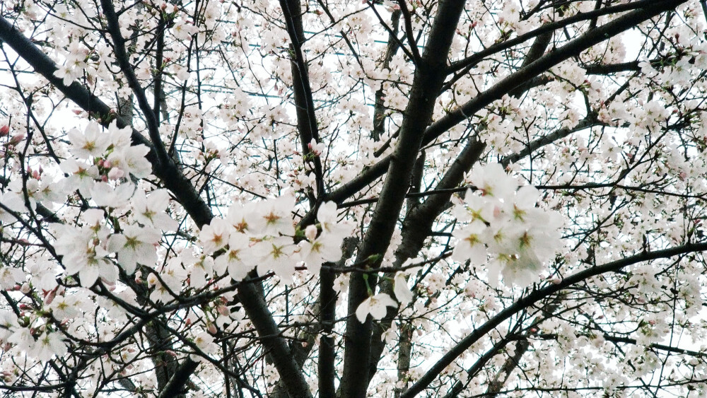 樱花樱花想见你。