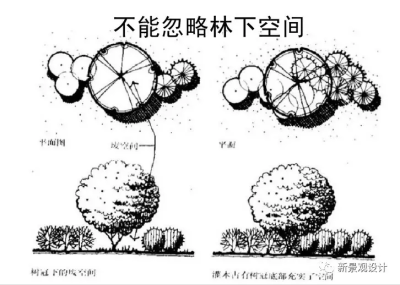 植物