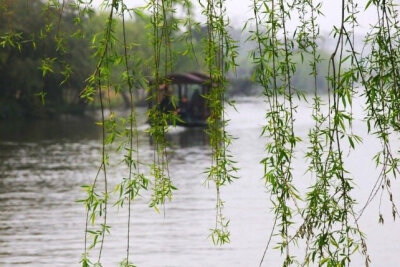 小雨纤纤风细细，万家杨柳青烟里。早安