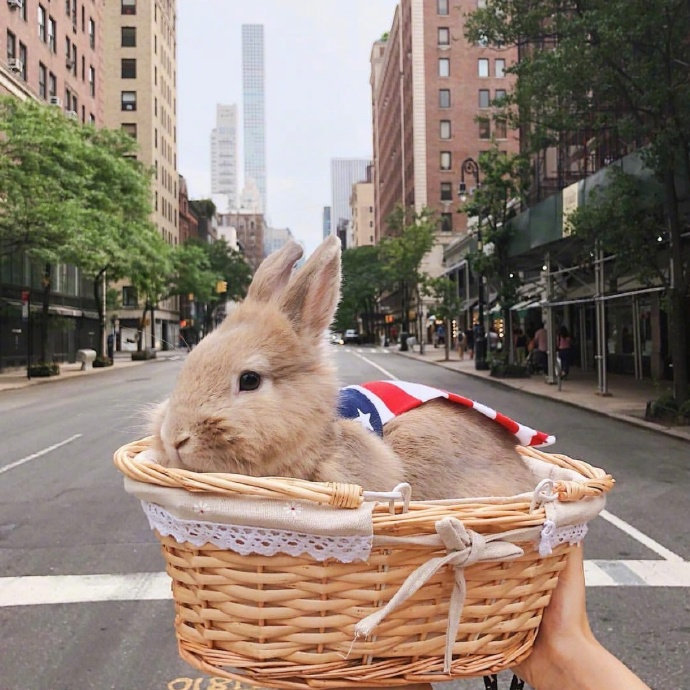 带着兔兔去旅行 ✈️