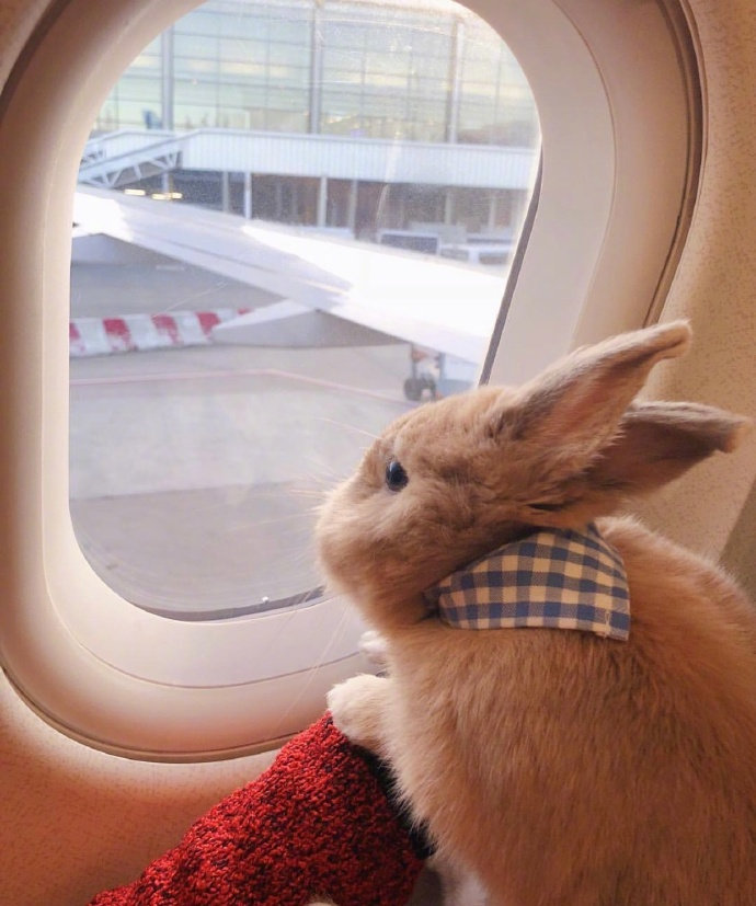 带着兔兔去旅行 ✈️