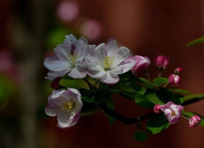 江上绿杨芳草。想见故园春好。一树海棠花，昨夜梦魂飞绕。惊晓。惊晓。窗外一声啼鸟。 晚安