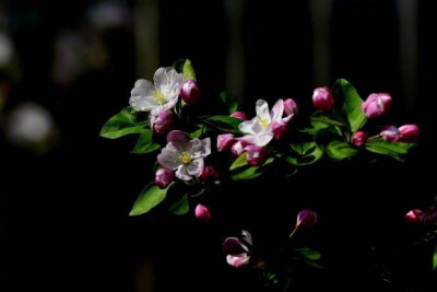 江上绿杨芳草。想见故园春好。一树海棠花，昨夜梦魂飞绕。惊晓。惊晓。窗外一声啼鸟。 晚安