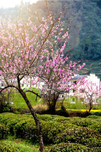 春到山村景色新 …早安