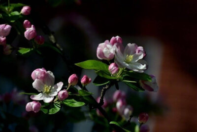 江上绿杨芳草。想见故园春好。一树海棠花，昨夜梦魂飞绕。惊晓。惊晓。窗外一声啼鸟。 晚安