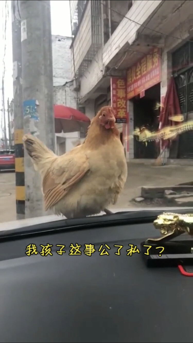 被一只鸡给碰瓷了