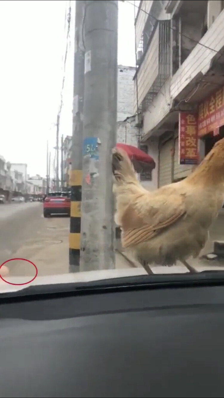 被一只鸡给碰瓷了