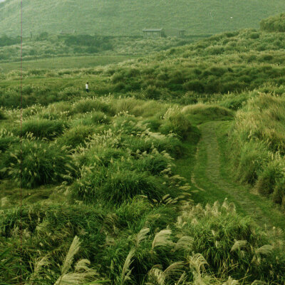 草木葱茏