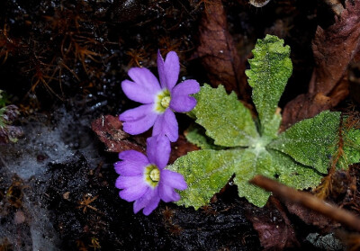 绵阳报春 Primula mianyangensis