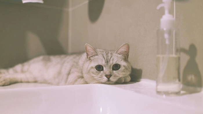 小清新