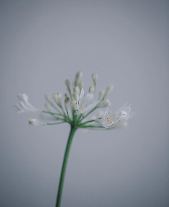 人間草木 鮮切花花材