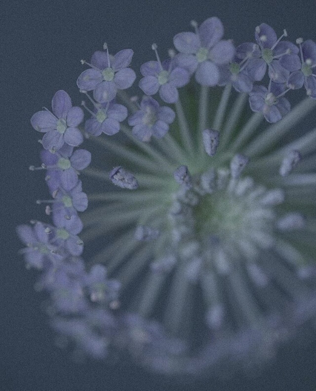 人間草木 鮮切花花材