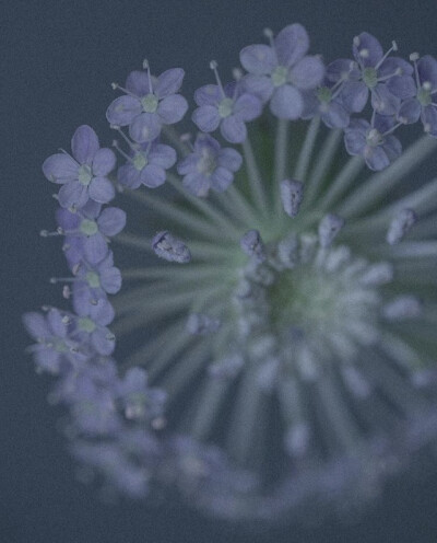 人间草木 鲜切花花材