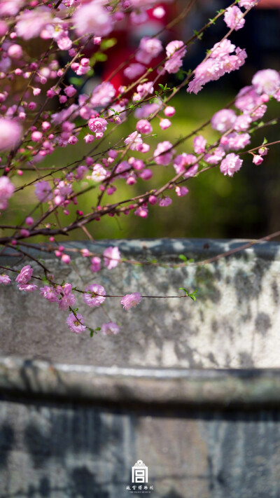 紫禁城【己亥?花朝?春花】“只恐花深里，红露湿人衣” 照片取自@故宫博物院