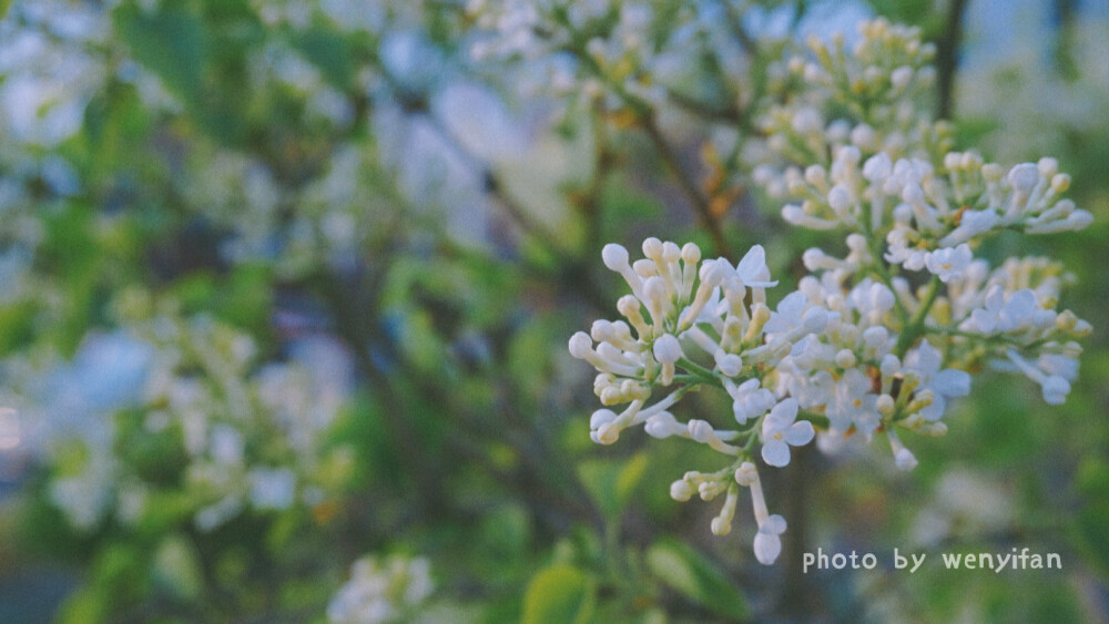 春 樱花 摄影 原创 天津