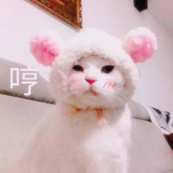 【 萌宠 】猫(^･ｪ･^)
ps:抱图点赞Yeah~