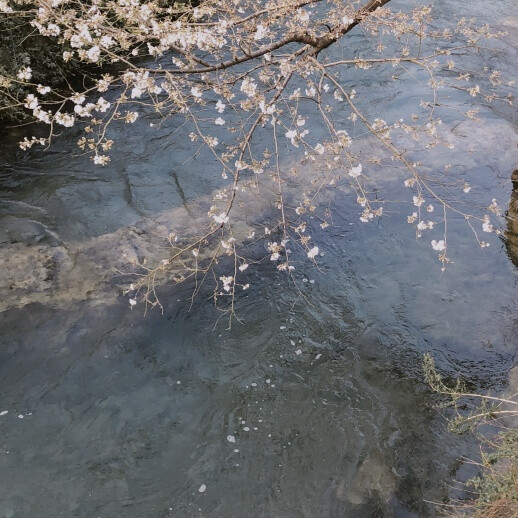 春季 樱花