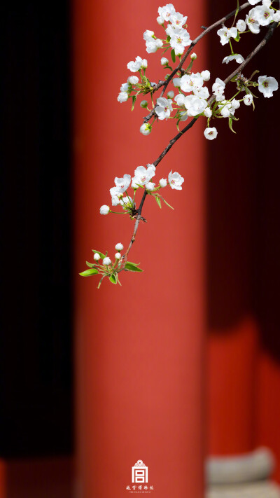 紫禁城【己亥•花朝•梨花】“粉淡香清自一家，未容桃李占年华。常思南郑清明路，醉袖迎风雪一杈” 照片取自@故宫博物院