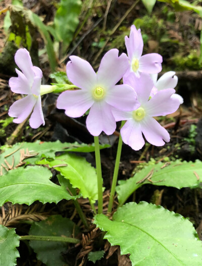 报春花