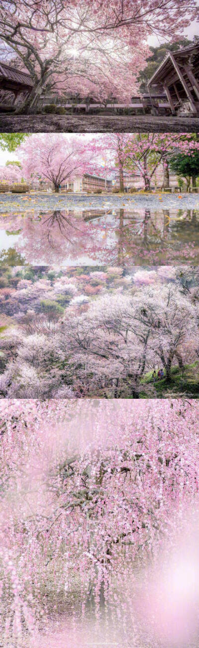 #福建樱花海# 又是一年樱花季，你想和谁一起去？