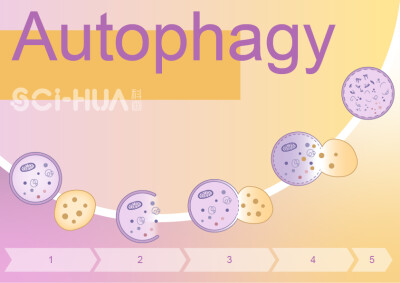 SCI-HUA科画 科研绘图