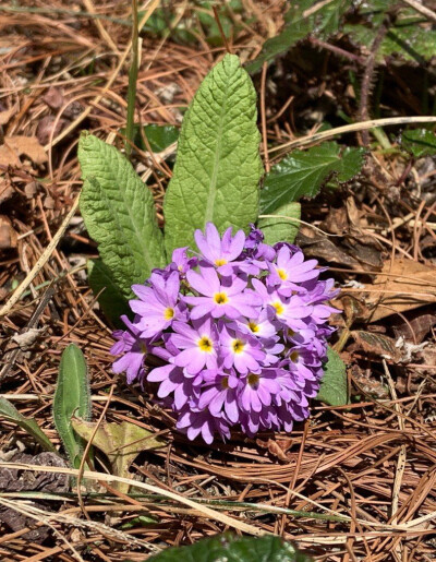 报春花