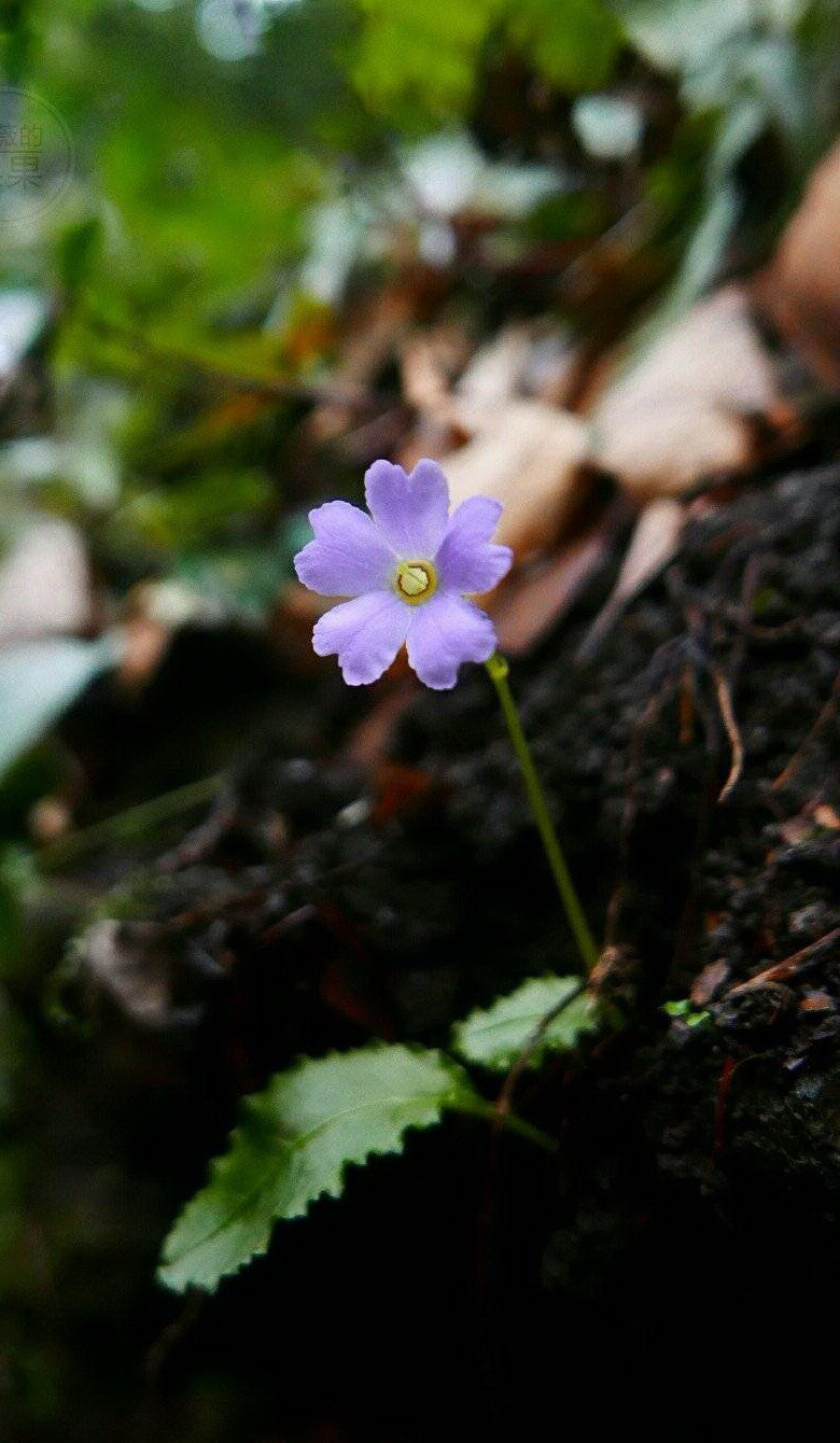 报春花