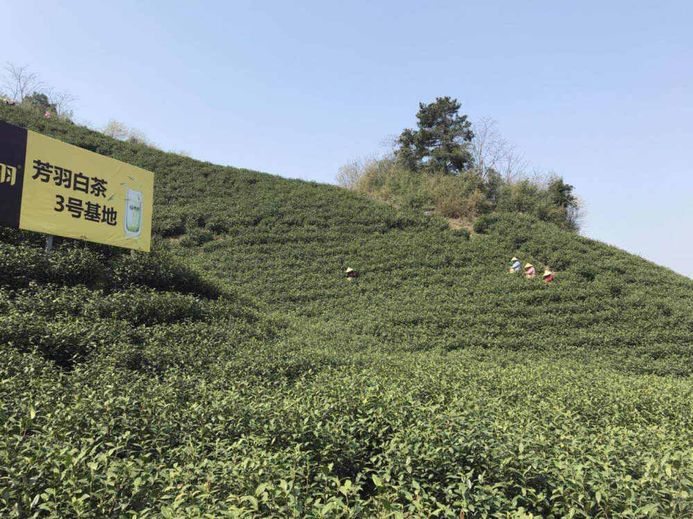 芳羽 安吉白茶 茶叶 绿茶 基地 茶园 庄园 