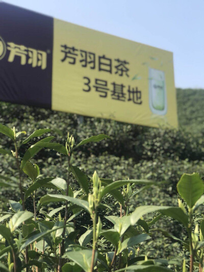 芳羽 安吉白茶 茶叶 绿茶 基地 茶园 庄园 