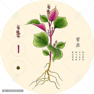 手绘中草药——紫苏