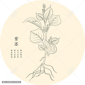 手绘中草药黑白线条图——紫苏