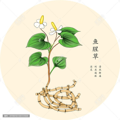 手绘中草药——鱼腥草