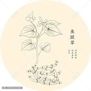 手绘中草药黑白线条图——鱼腥草