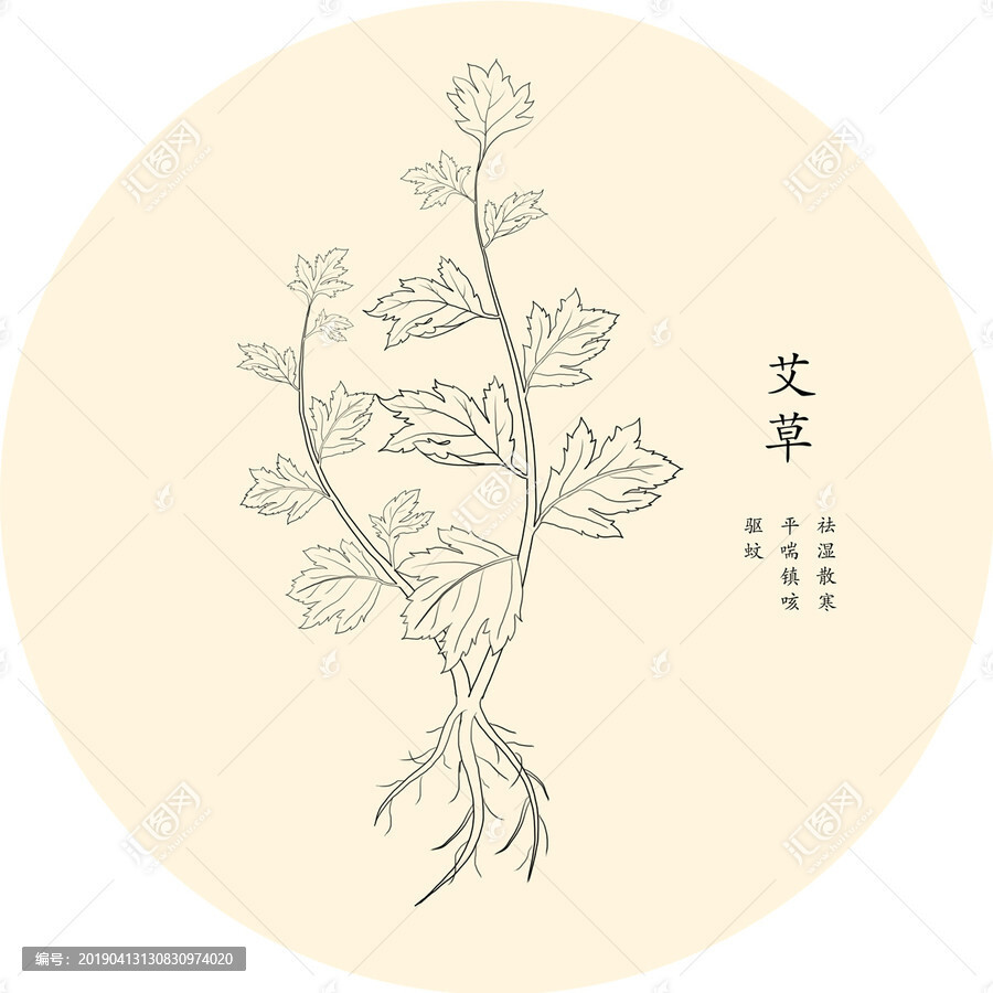 《手绘中草药》艾草手绘白描线稿